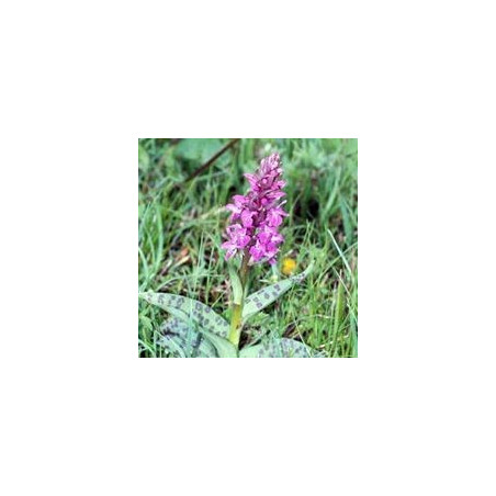 ORCHIS MALE 15 ML PHI  