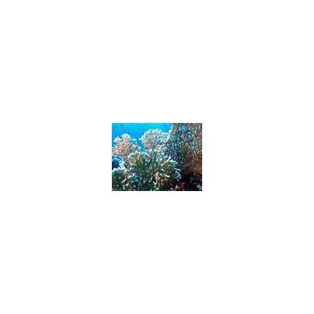 Corail de feu   (Millepora dichotoma) Feuerkoralle   