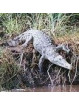 Alligator (Crocodylus Acutus)
