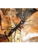 Fourmi (Ant) (Formicidae) 