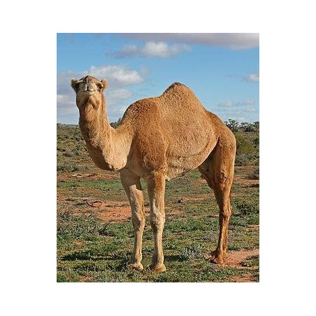 Chameau - Camel (Camelus bacterianus) 