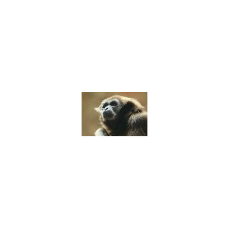 Gibbon - Gibbon (Hylobates pileatus)