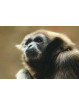 Gibbon - Gibbon (Hylobates pileatus)