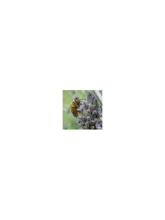 Abeille - Bee (Apis mellifera) 15 ml PHI