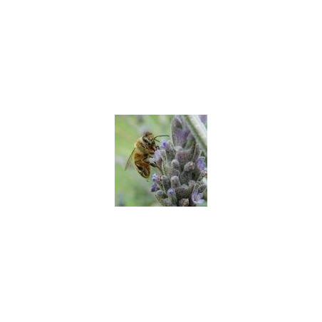 Abeille - Bee (Apis mellifera) 15 ml PHI
