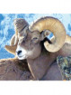 BIGHORN SHEEP/MOUFLON WEA 30 ML
