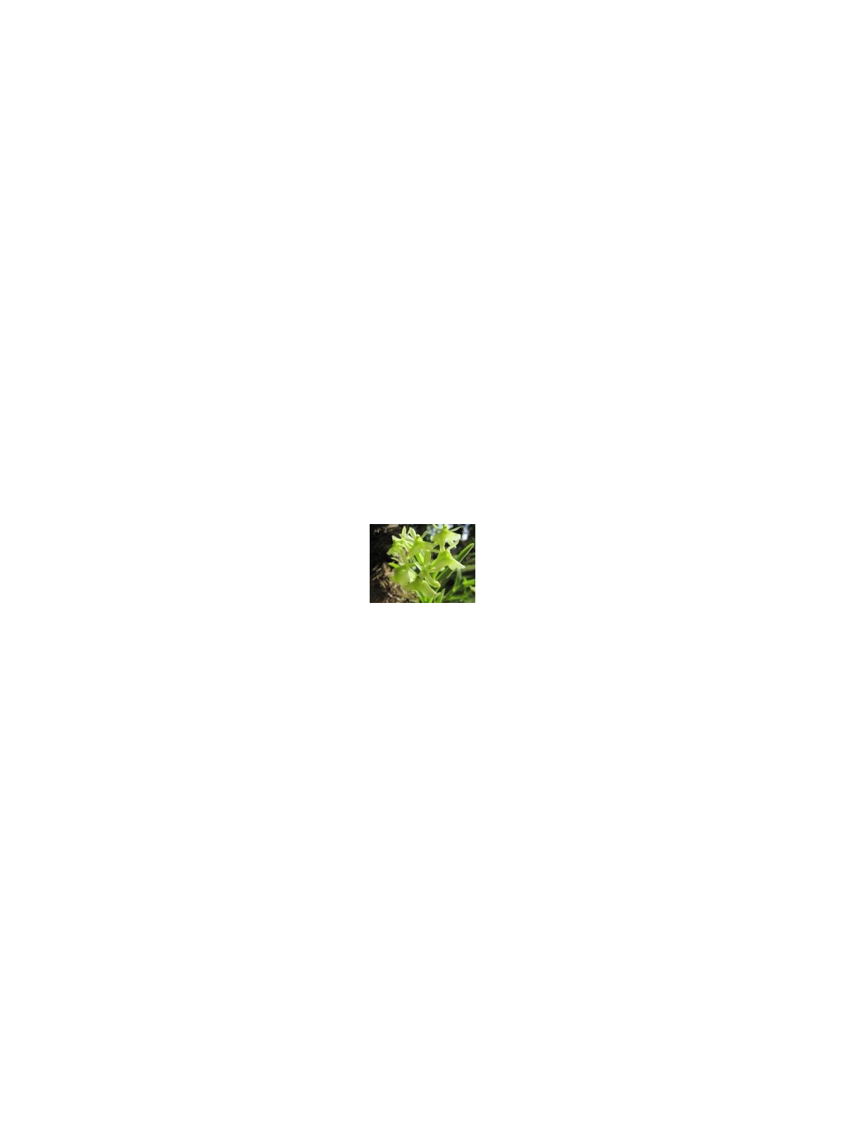 GREEN ORCHID  (CUBA) 15ML PHI