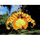 Les élixirs d’orchidées de Cuba